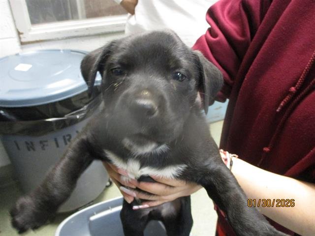 A469092 - American Pit Bull Terrier available for adoption