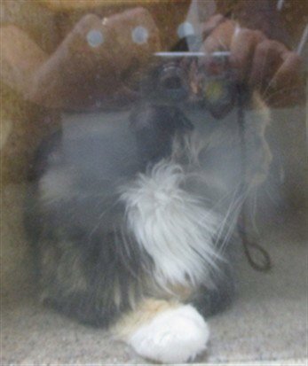 A477961 Image