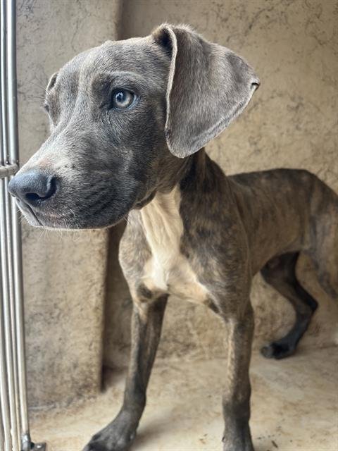 WESLEY - Pit Bull Terrier for adoption in Oklahoma City