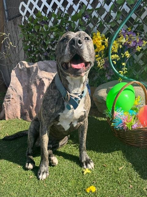 TURTLE - American Staffordshire Terrier available for adoption