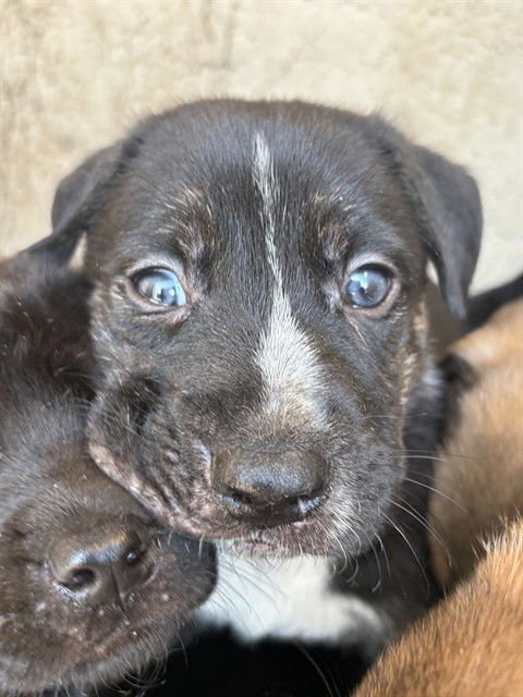 SKITTLES - Mastiff available for adoption