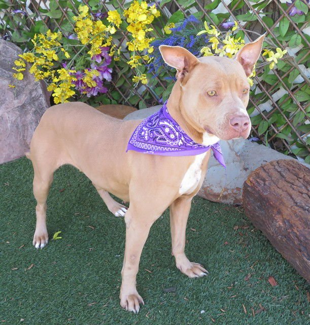 PRINCESS - Pit Bull Terrier available for adoption
