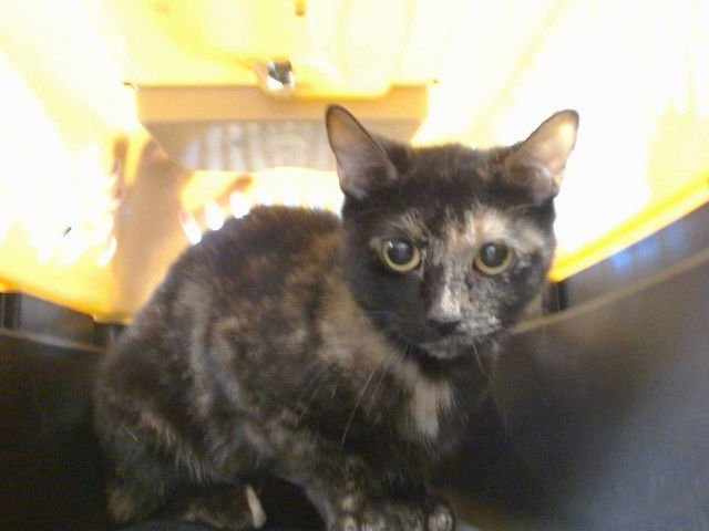 A468750 - Domestic Short Hair available for adoption