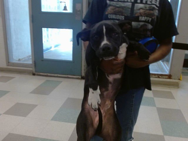 GEORGE - American Pit Bull Terrier available for adoption