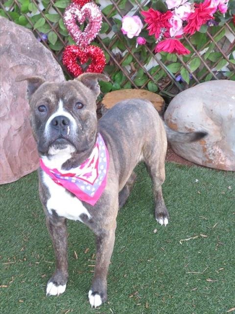 ARBY - Bulldog available for adoption