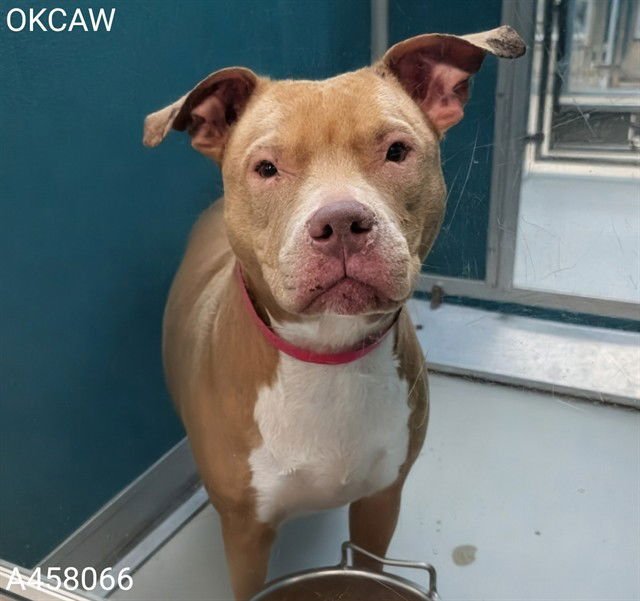 PINKY - Pit Bull Terrier available for adoption