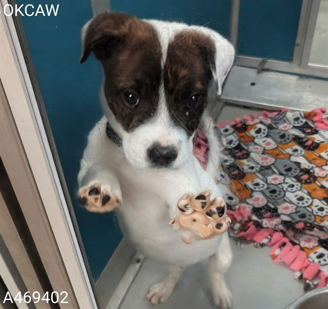 A469402 - American Bulldog / American Pit Bull Terrier available for adoption