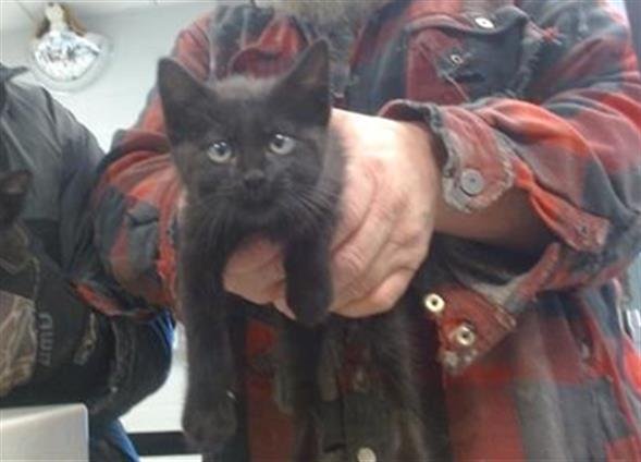 A468524 - Domestic Short Hair available for adoption