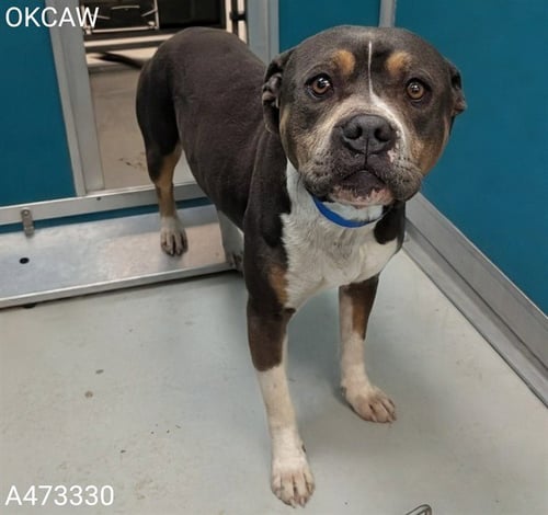 MELVIN - American Pit Bull Terrier available for adoption