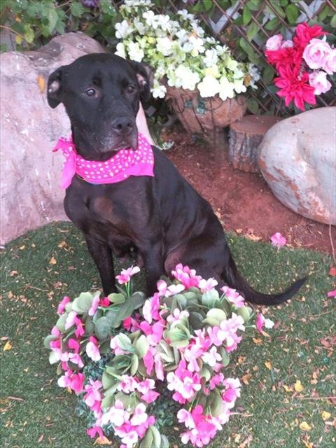 QUEENIE - Pit Bull Terrier available for adoption