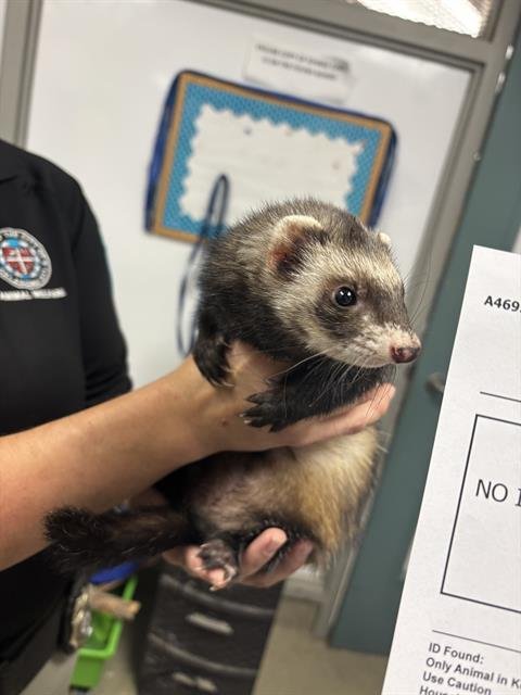 A469539 - Ferret available for adoption