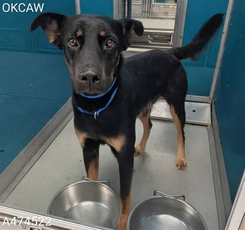 A474522 - German Shepherd Dog available for adoption