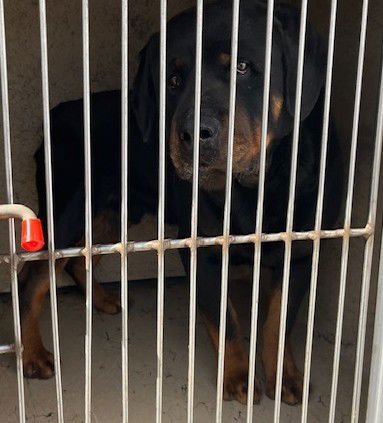 TEDDY - Rottweiler available for adoption