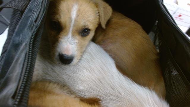 A468180 - Rat Terrier available for adoption