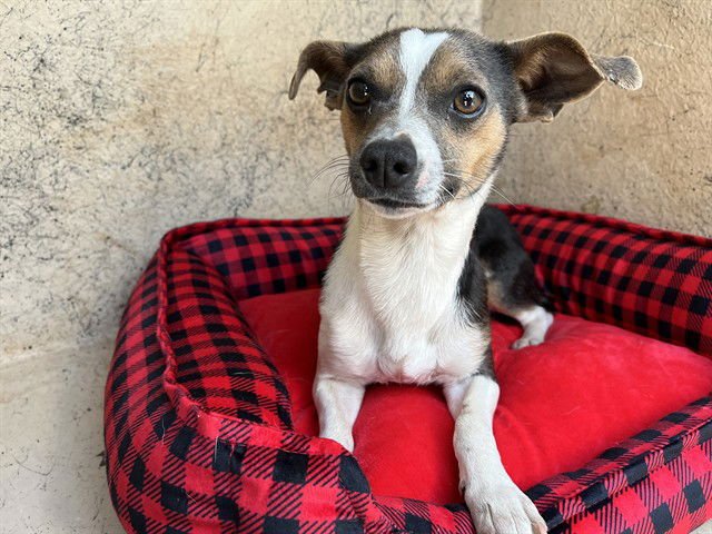 A469734 - Terrier available for adoption