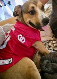 DUKE - Photo 1