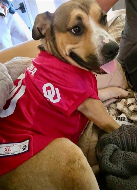 DUKE - Terrier available for adoption