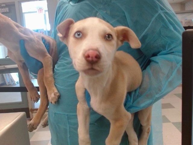 A469704 - American Pit Bull Terrier available for adoption