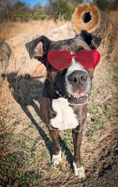 SHELDON - American Bulldog available for adoption