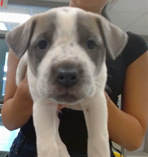 A473688 - American Pit Bull Terrier available for adoption