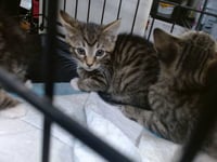 JASMINE - Photo 1