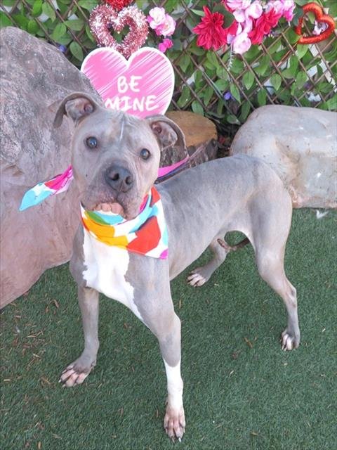 LAKE - American Pit Bull Terrier available for adoption