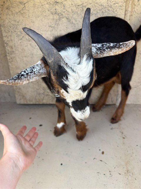 A479749 - Goat available for adoption