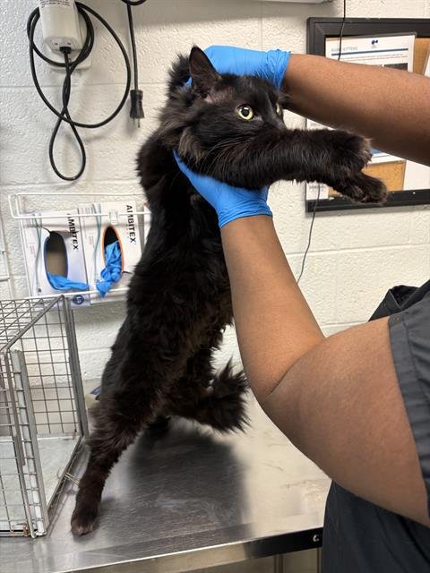 A469552 - Domestic Long Hair available for adoption