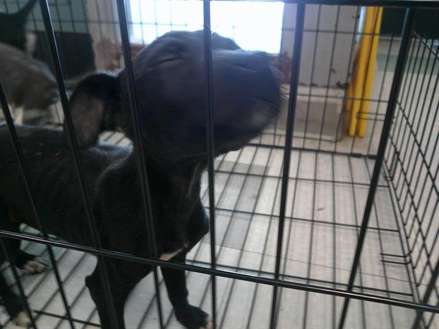 A467758 - Whippet available for adoption