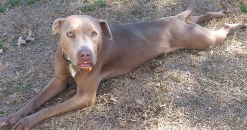 LUCY - Pit Bull Terrier available for adoption