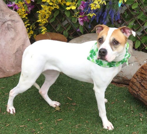 MABYL - American Pit Bull Terrier available for adoption