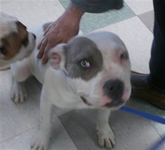 ROZ - American Bulldog available for adoption