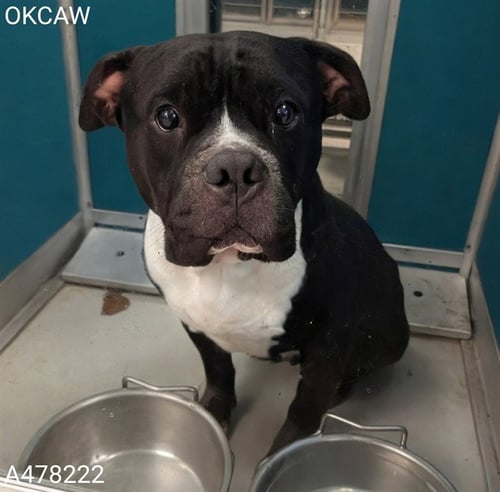 A478222 - Pit Bull Terrier available for adoption