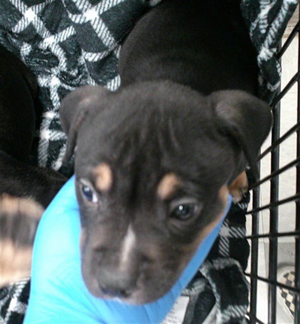 A467221 - Terrier available for adoption