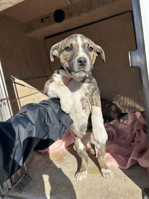 A467261 - Pit Bull Terrier available for adoption