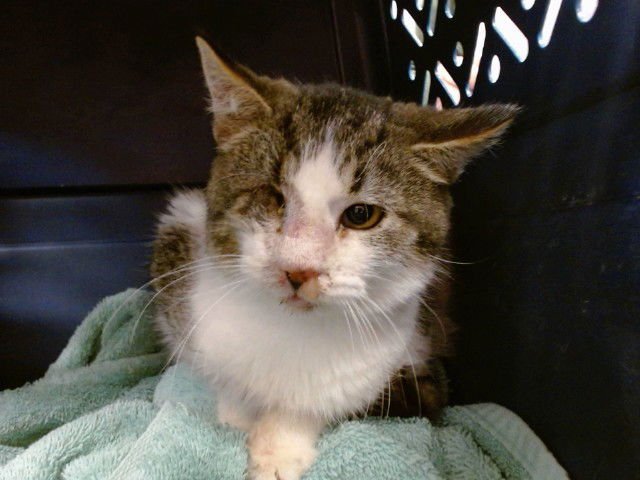 A468111 - Domestic Short Hair available for adoption