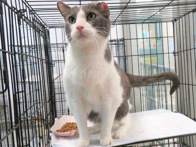 SIMBA - Domestic Short Hair available for adoption