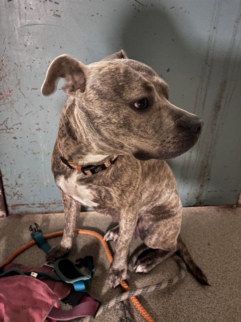 SHAY - Staffordshire Bull Terrier available for adoption