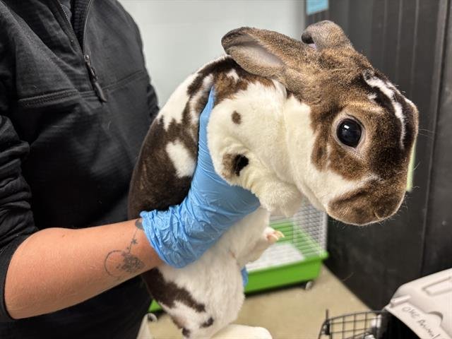 R1 - Shorthaired Rabbit available for adoption