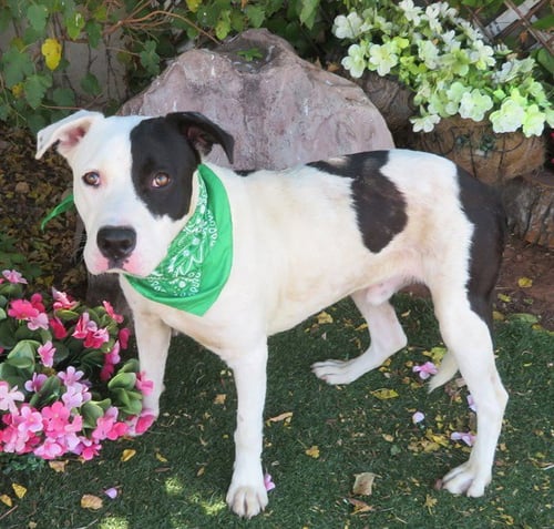 BEN - American Pit Bull Terrier available for adoption