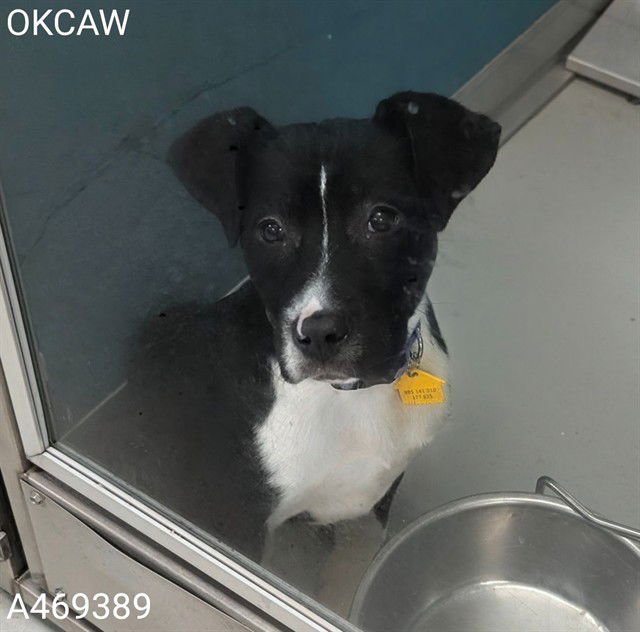 A469389 - Pit Bull Terrier available for adoption