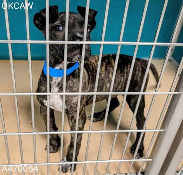 A470064 - Plott Hound available for adoption