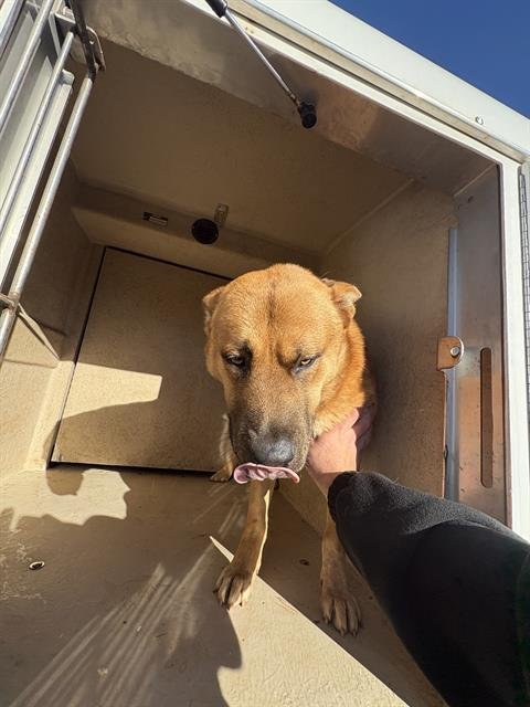 LUKE - Anatolian Shepherd available for adoption