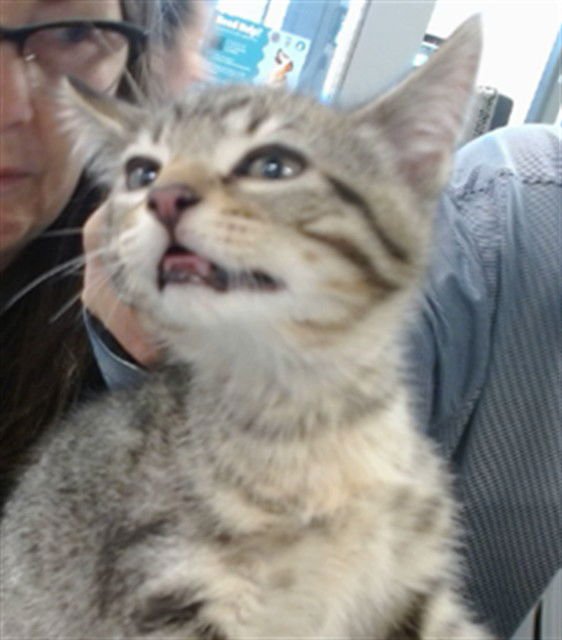 A469035 - Domestic Short Hair available for adoption