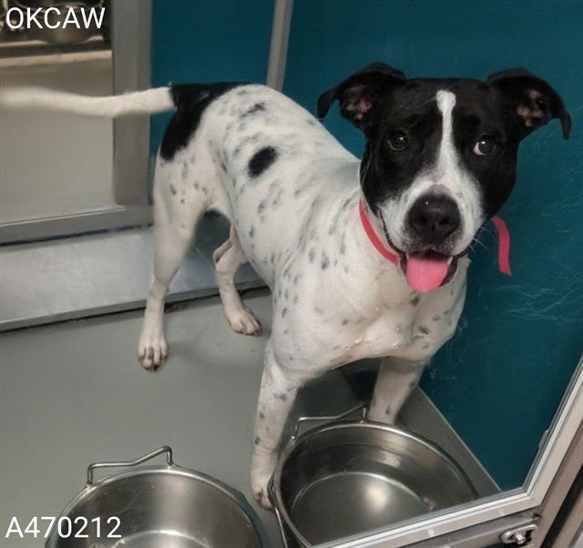 PUMPKIN - Australian Cattle Dog/Blue Heeler available for adoption