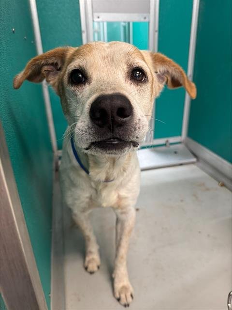 MICK - Australian Cattle Dog/Blue Heeler available for adoption