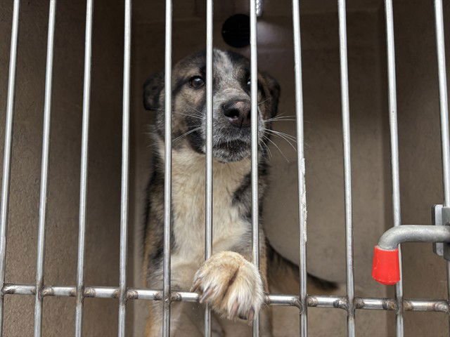 SAWYER - Siberian Husky / German Shepherd Dog available for adoption