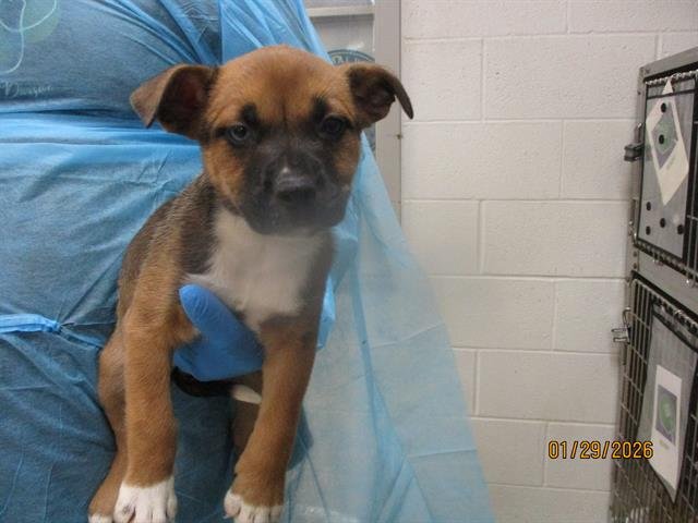 A469014 - Pit Bull Terrier available for adoption