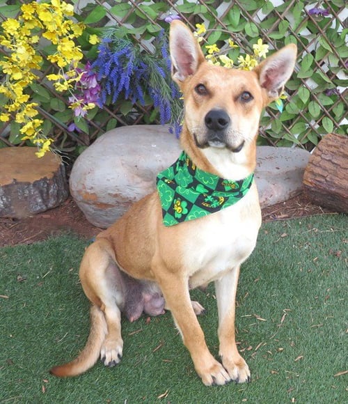 FOXY - Hound available for adoption