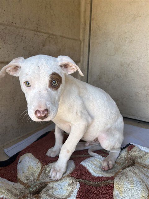 A468994 - Pit Bull Terrier available for adoption
